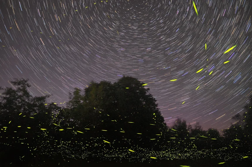 Firefly