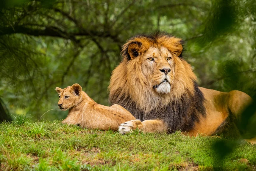 Lion