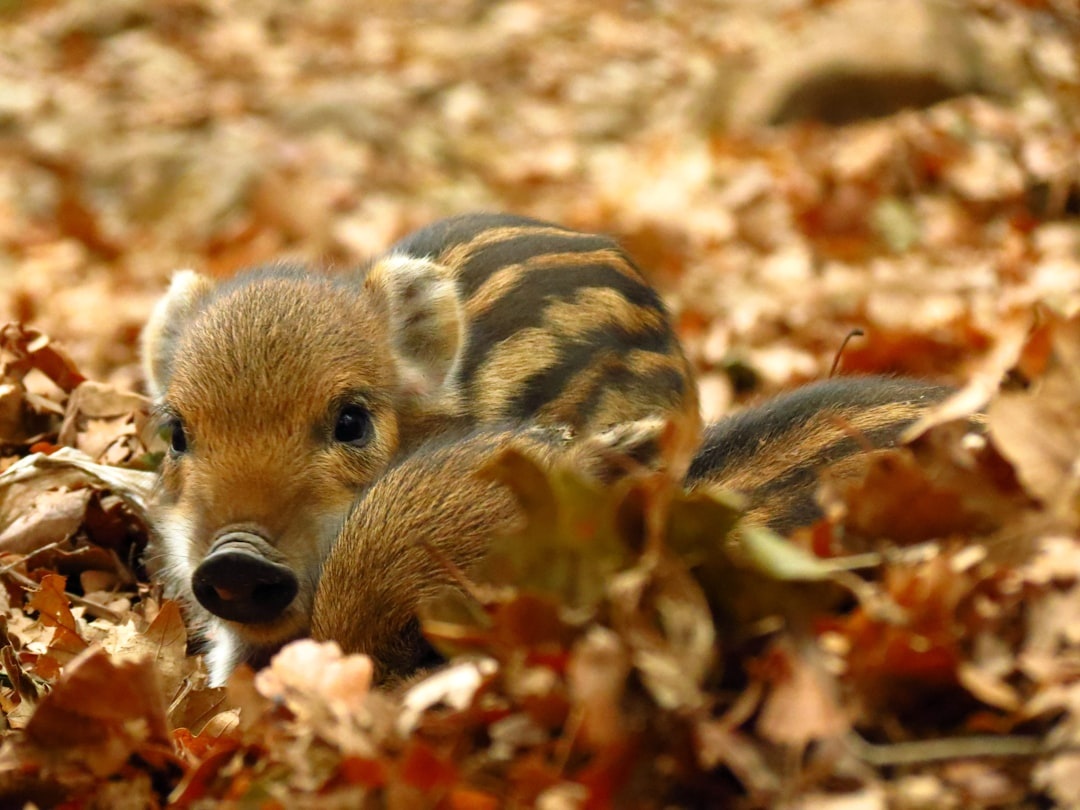 boar