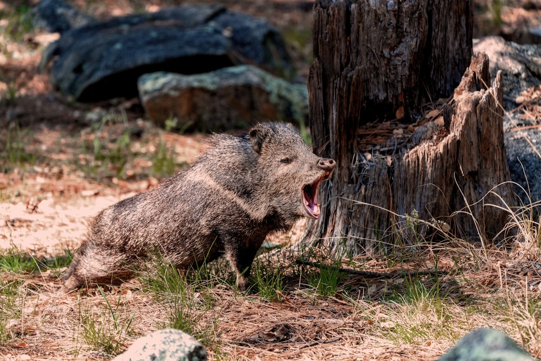 boar