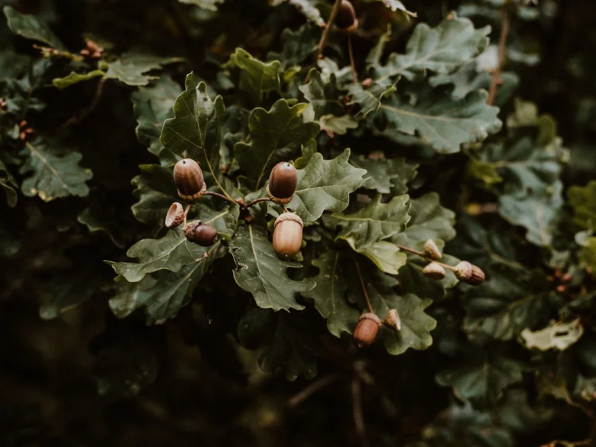 Acorn