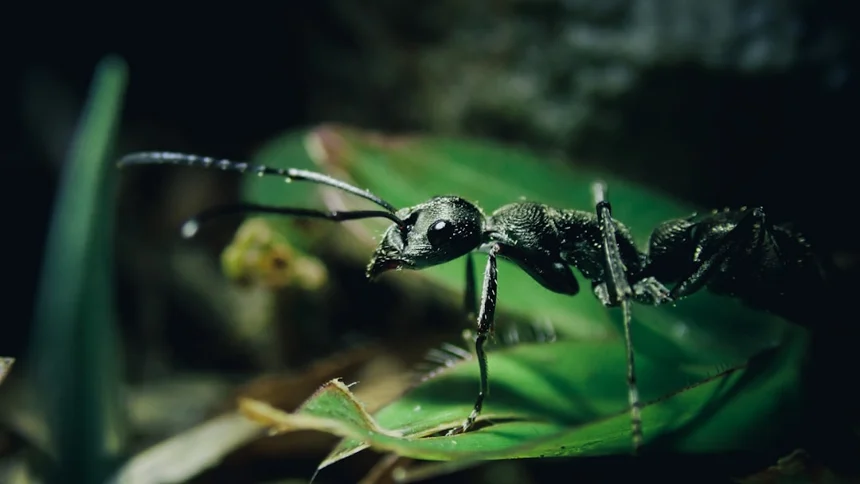 Ant