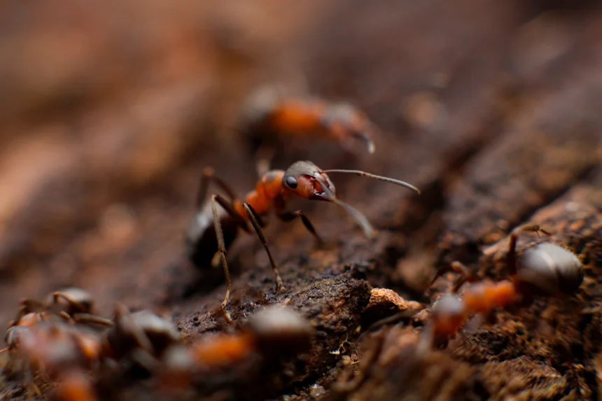 Ants