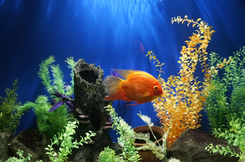 Aquarium