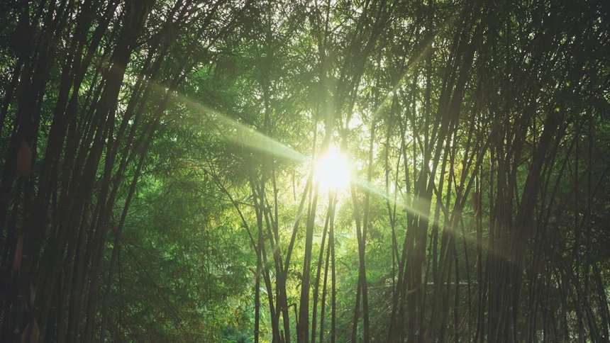 Bamboo