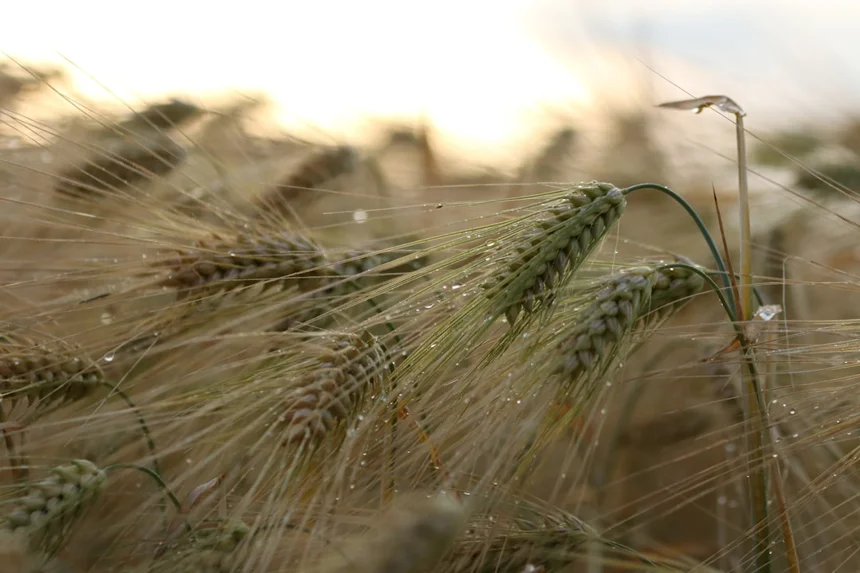 Barley