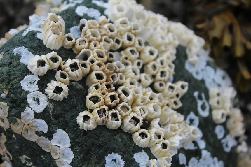 Barnacle