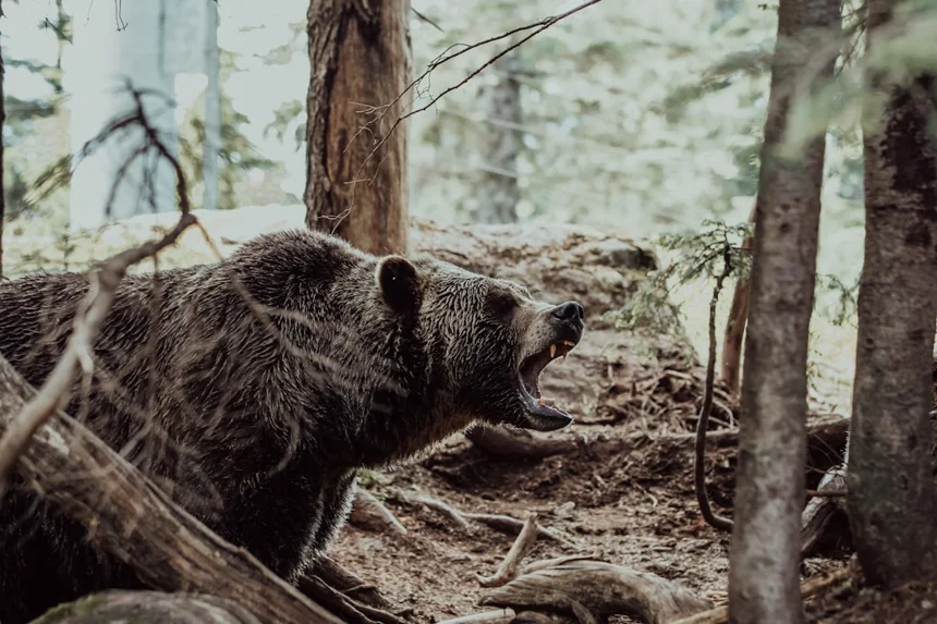 Bear