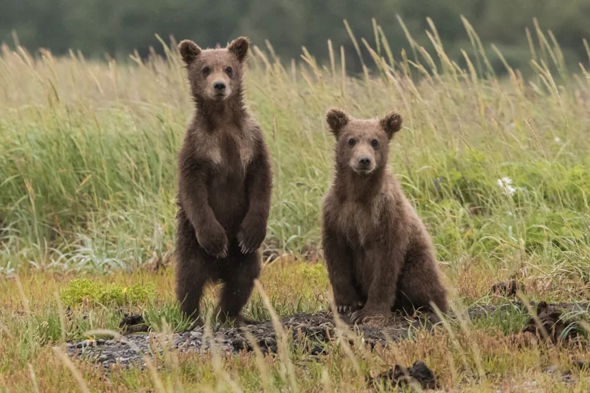 Bear