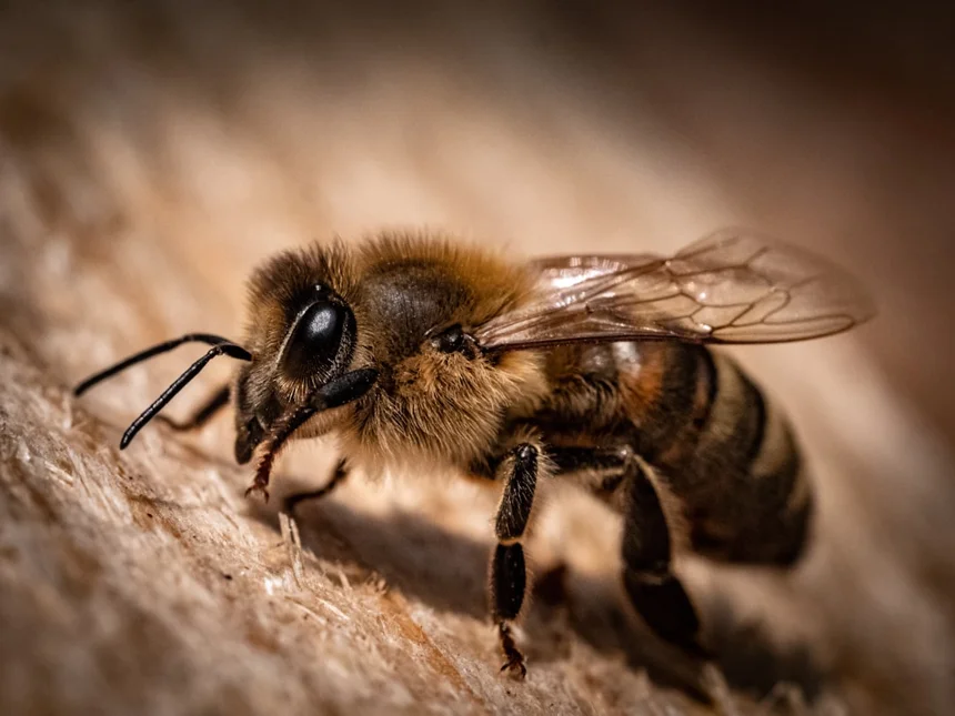 Bee