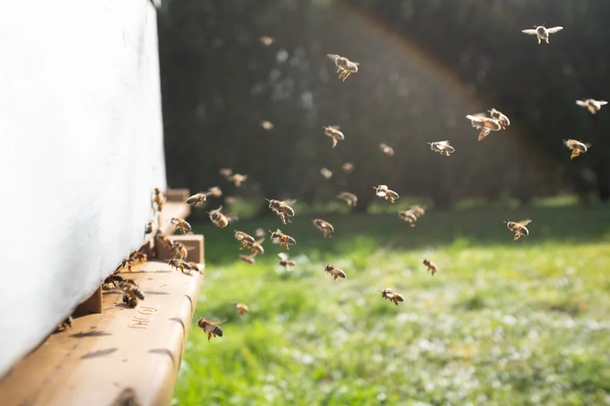 Bee