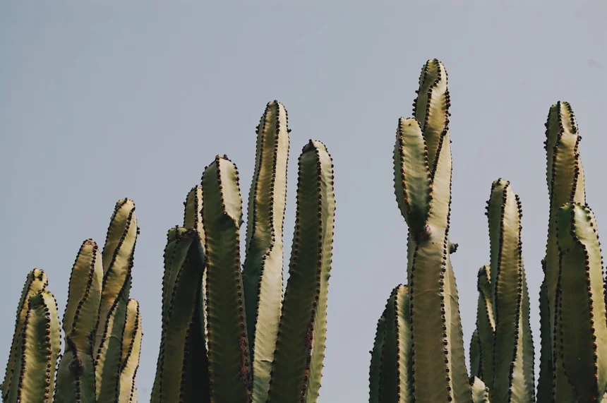 Cactus