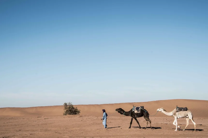 Camel