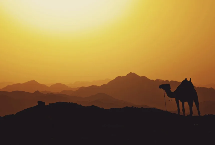 Camel