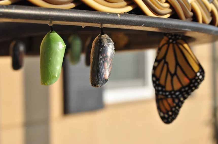 Caterpillar