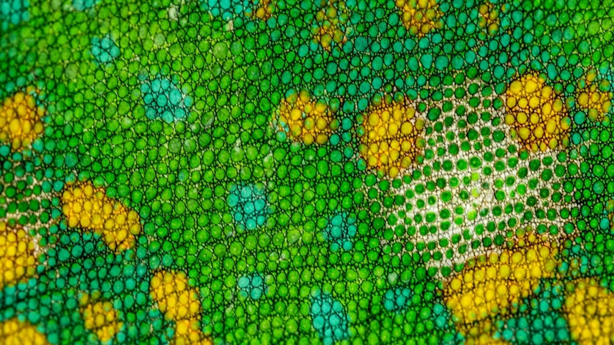 Chameleon