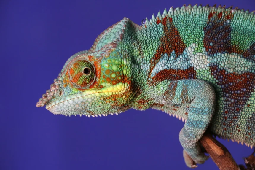 Chameleon