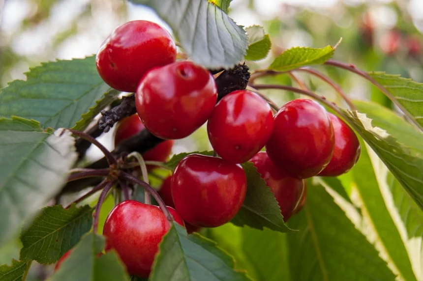 Cherry