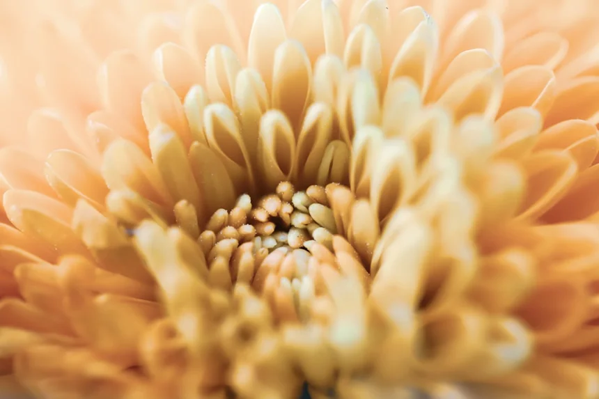 Chrysanthemum