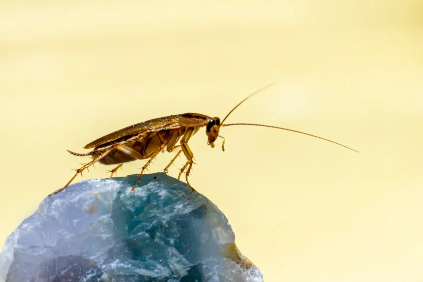Cockroach