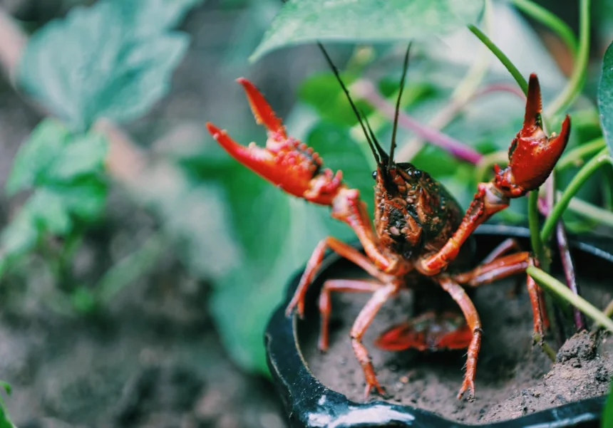 Crayfish
