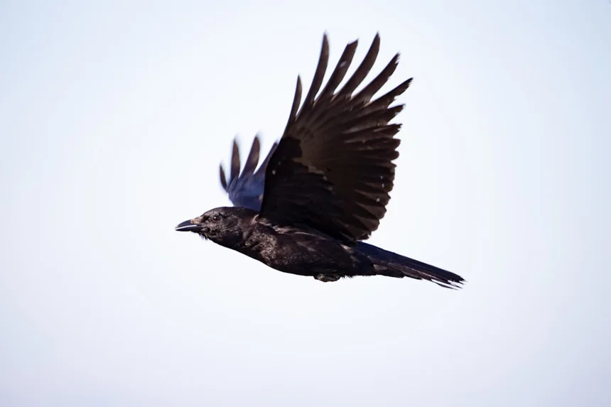 Crow