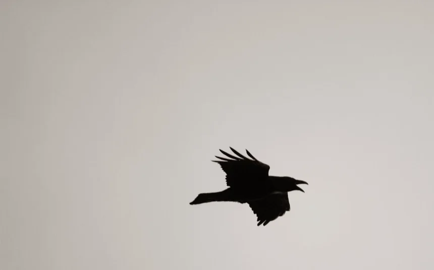 Crow