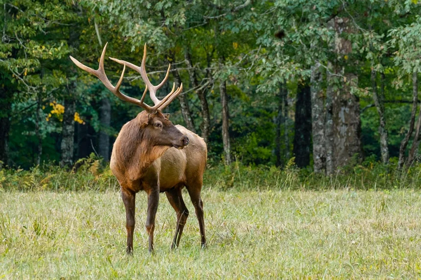 Deer