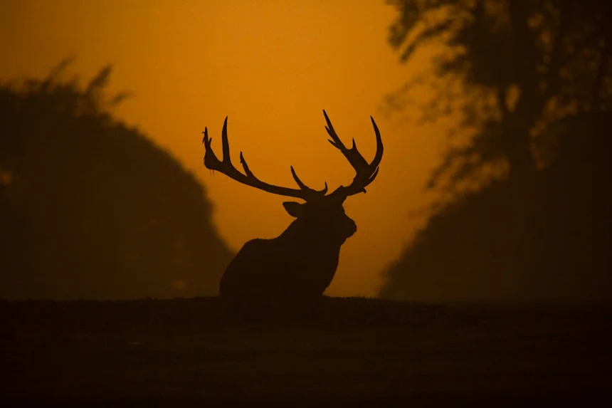 Deer