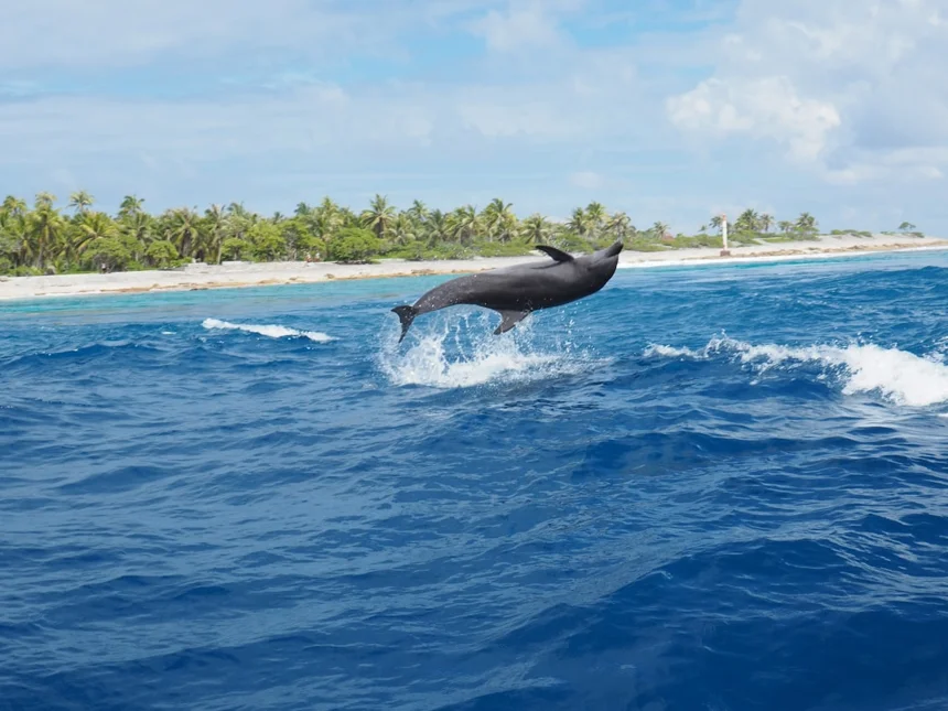 Dolphin