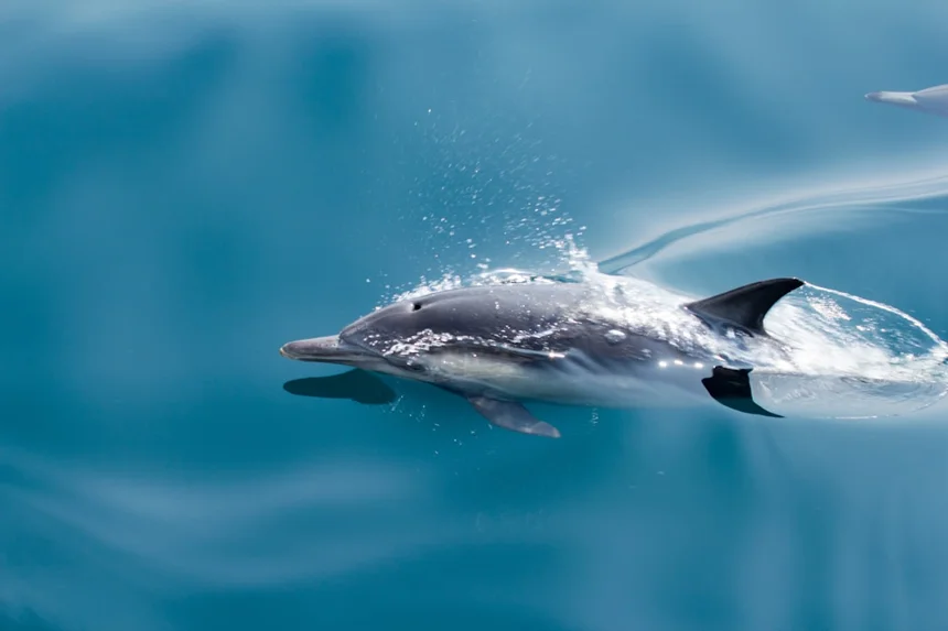 Dolphin