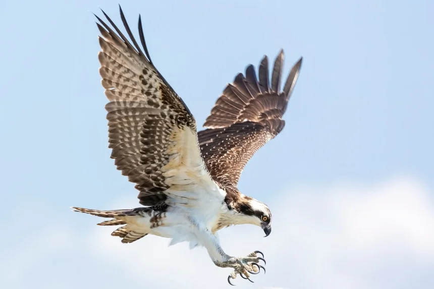 Eagle