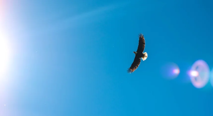 Eagle