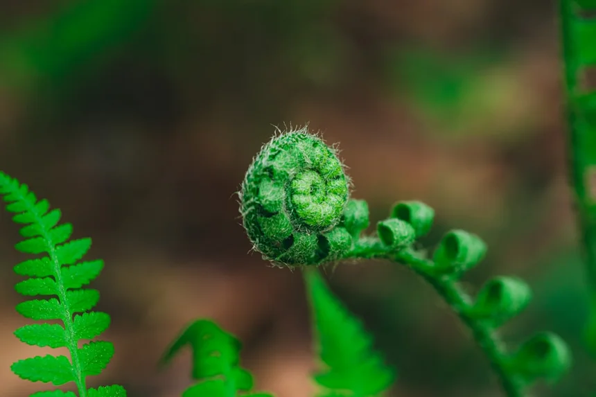 Fern