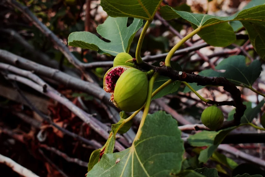 Fig
