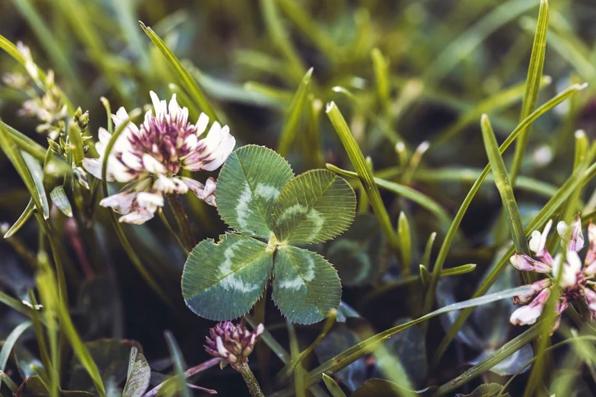 Four-leaf clover