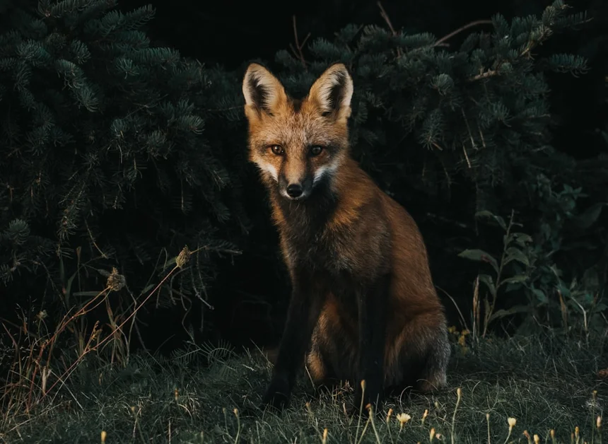 Fox
