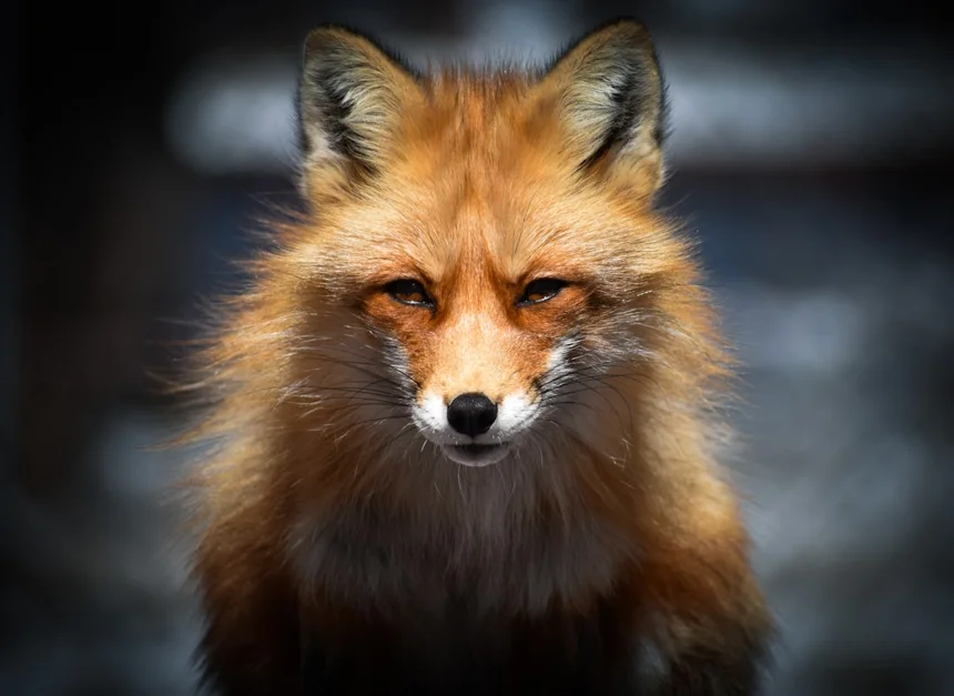 Fox