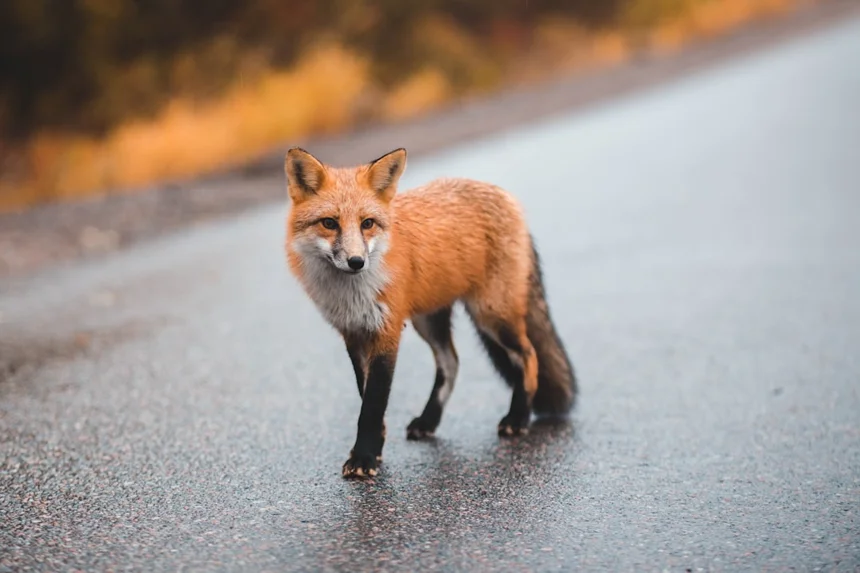 Fox