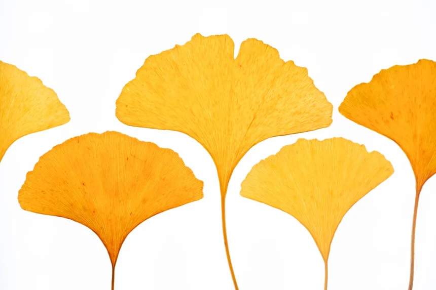 Ginkgo