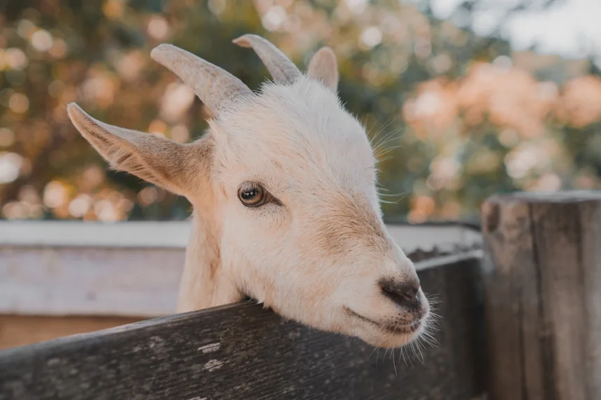 Goat