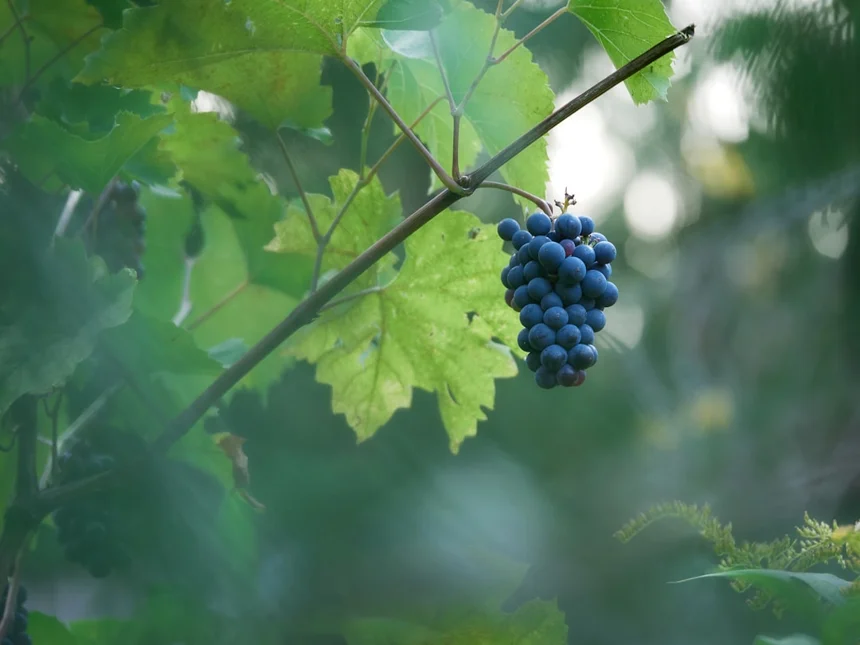 Grape