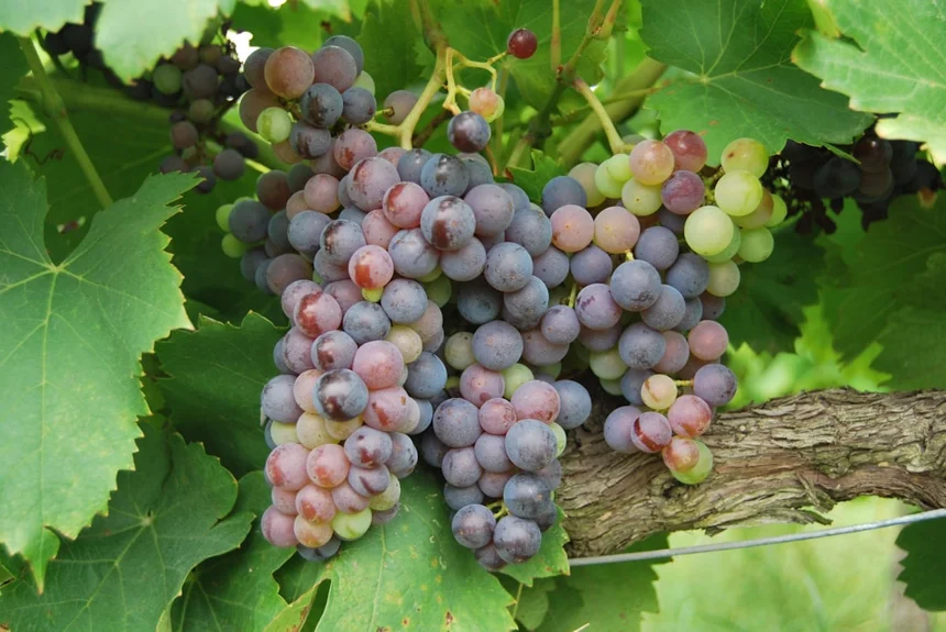 Grapevine