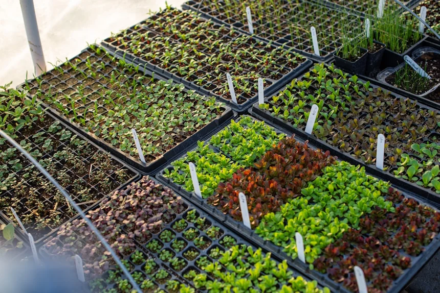 Greenhouse