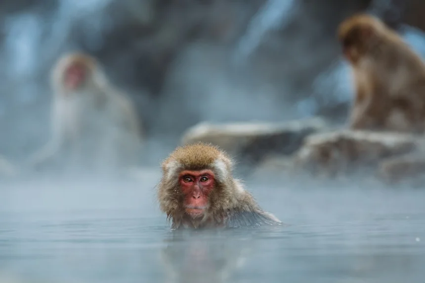 Hot spring.