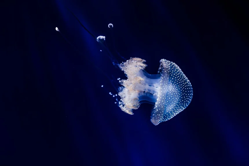 Jellyfish