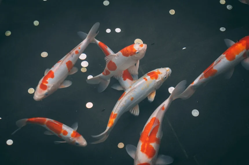 Koi