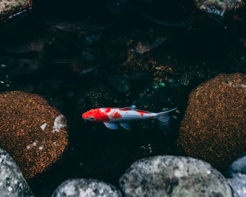 Koi