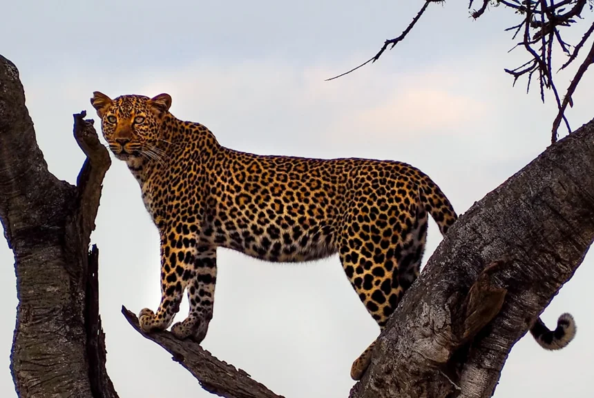 Leopard