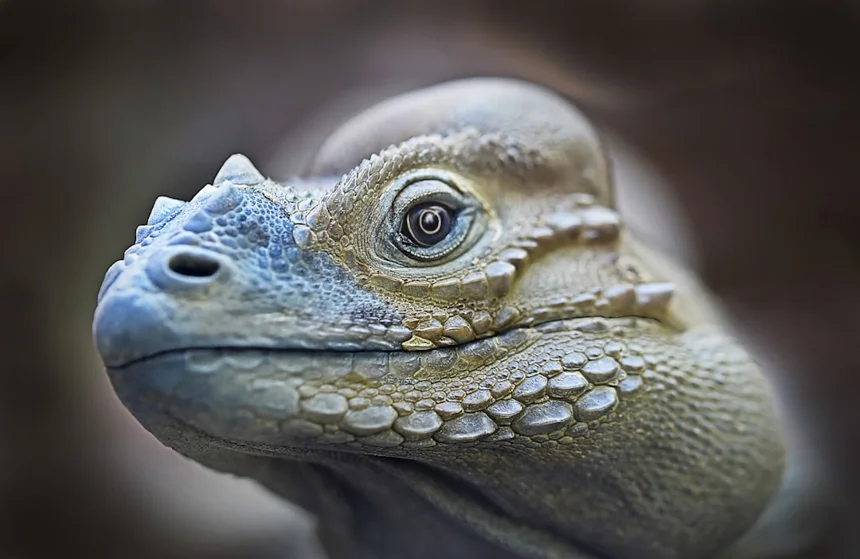 Lizard